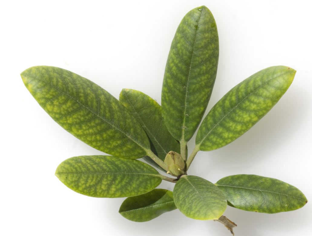 Rododendron
