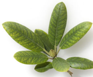 Rododendron
