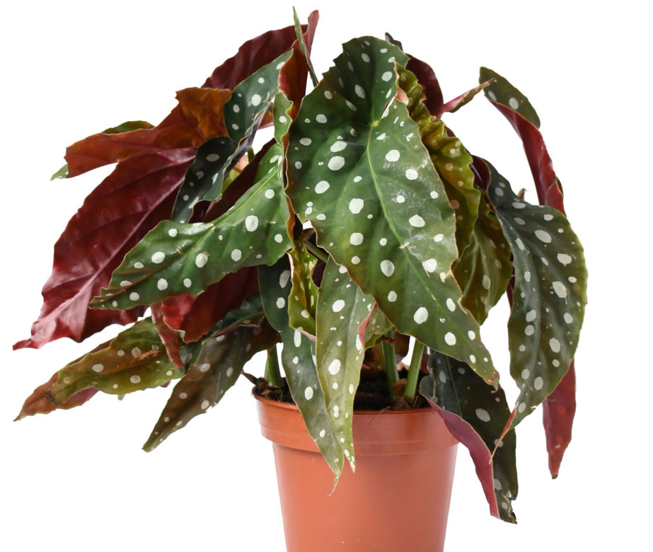 Begonia koralowa