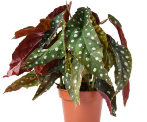Begonia koralowa