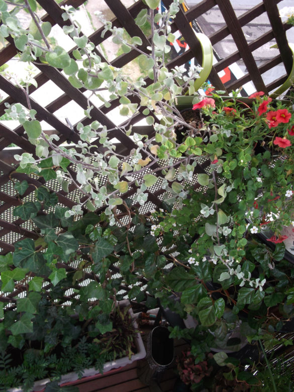 Mały balkon w wielkim mieście zdjecie nr 7