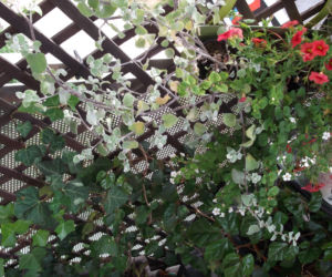Mały balkon w wielkim mieście zdjecie nr 7