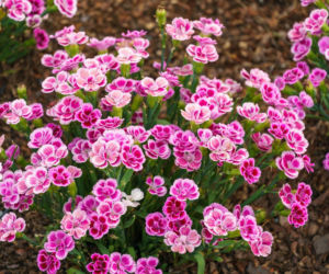 Poznaj sekrety uprawy goździka ogrodowego
