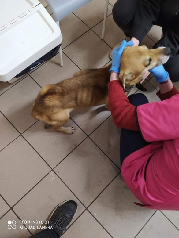 Płock. Wychudzony, półżywy pies w zaspie! Właściciele nie widzieli w tym nic złego [ZDJĘCIA]