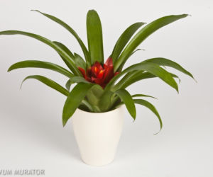 Guzmania