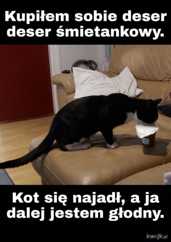 Światowy Dzień Kota 2022. Zobacz najśmieszniejsze obrazki i MEMY z kotami! 