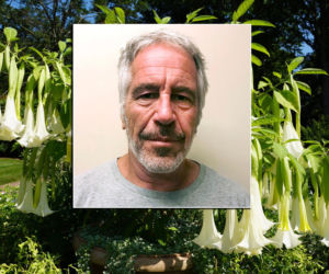 Epstein hodował mordercze trąby anielskie? Zamienia ludzi w zombie