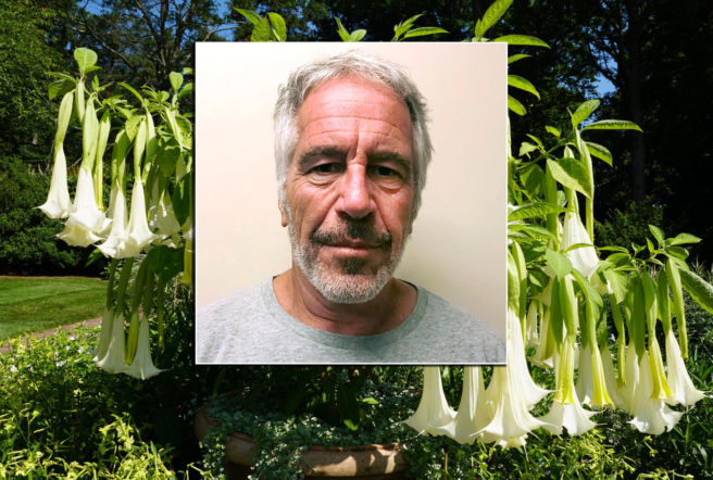Epstein hodował mordercze trąby anielskie? Zamienia ludzi w zombie