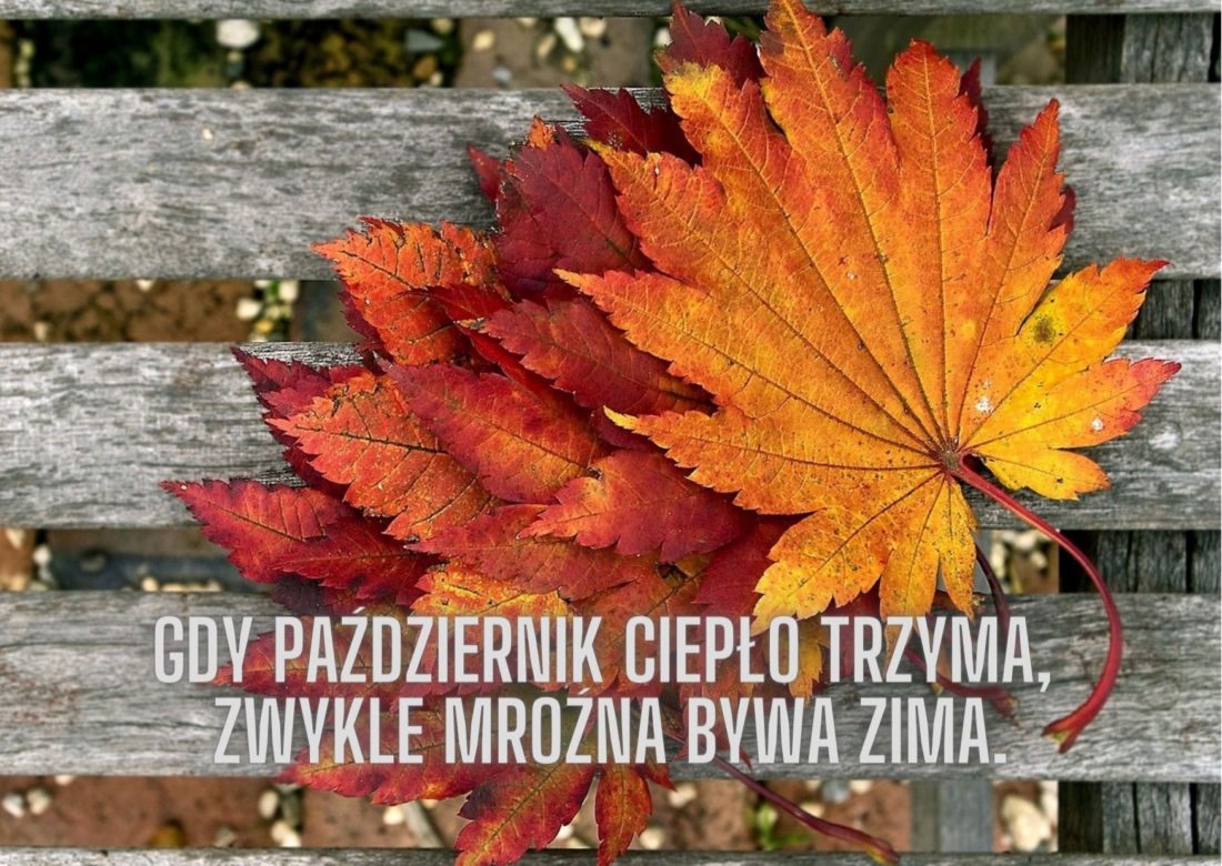 Jesienne przysłowia ludowe. Oto mądrości naszych dziadów!