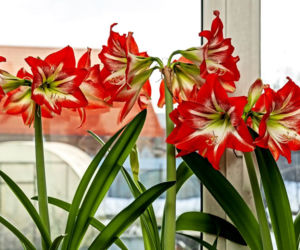 Hippeastrum