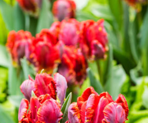 Tulipany papuzie