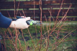 Nie wyrzucaj gałęzi i pędów po cięciu borówki amerykańskiej. Zrób z nimi to i rozsyp wokół krzewów. Borówka amerykańska latem obsypie takimi owocami, jakich nigdy nie widziałeś