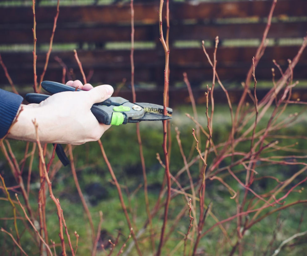 Cięcie borówki amerykańskiej