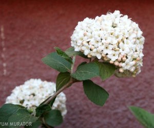 Kalina koreańska - Viburnum carlesii