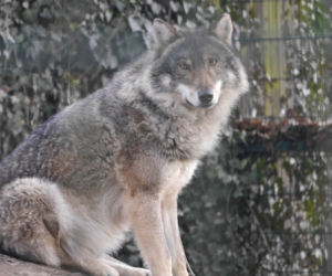 Zwierzęta w białostockim ZOO budzą się na wiosnę