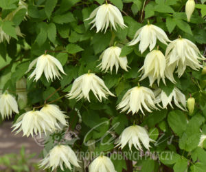 Powojniki - szkółka Clematis