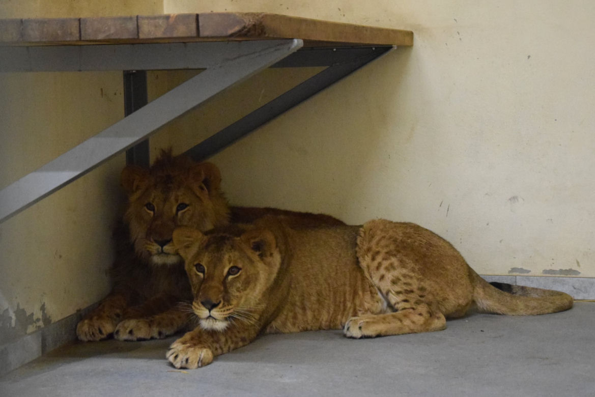 Poznańskie ZOO ratuje dzikie zwierzęta z Ukrainy