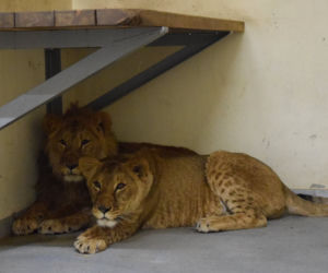 Poznańskie ZOO ratuje dzikie zwierzęta z Ukrainy