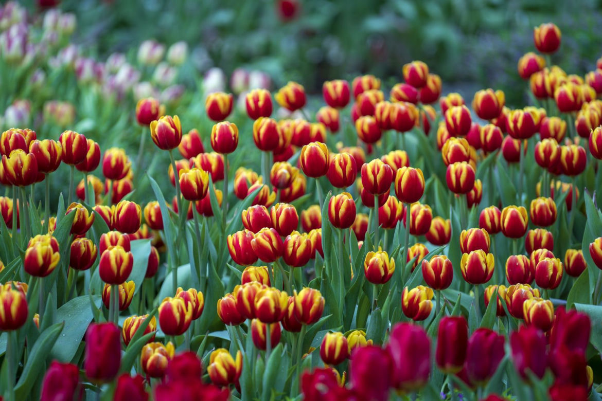 Tulipan