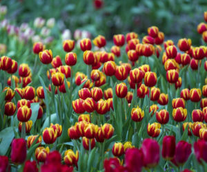 Tulipan