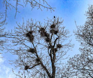 Ptasi terror w Jezioranach! Cmentarz tonie w odchodach, a mieszkańcy są bezradni. „Groby trzeba owijać folią!”