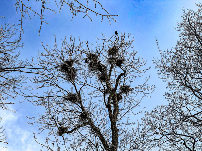 Ptasi terror w Jezioranach! Cmentarz tonie w odchodach, a mieszkańcy są bezradni. „Groby trzeba owijać folią!”