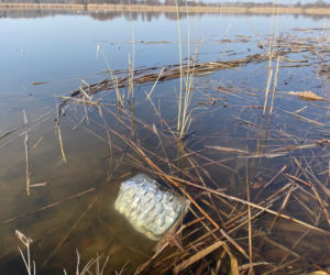 Siedlecka Grupa Karpiowa organizuje akcję sprzątania siedleckiego zalewu i jego okolic. Dołączysz?