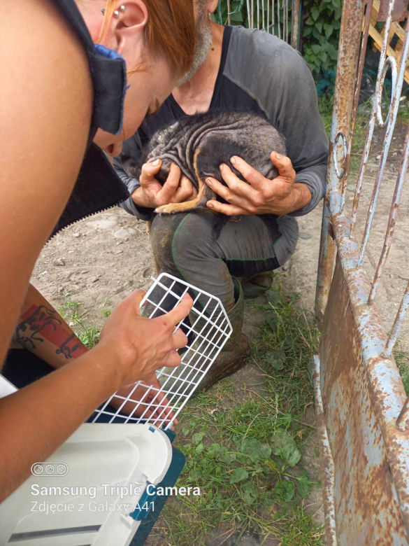 Inspektorzy OTOZ Animals w Bielsku-Białej odebrali osiem skrajnie zaniedbanych psów