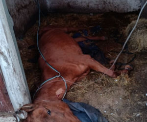 Strażacy z Gdyni pomogli podnieść chorego konia, który upadł w stajni