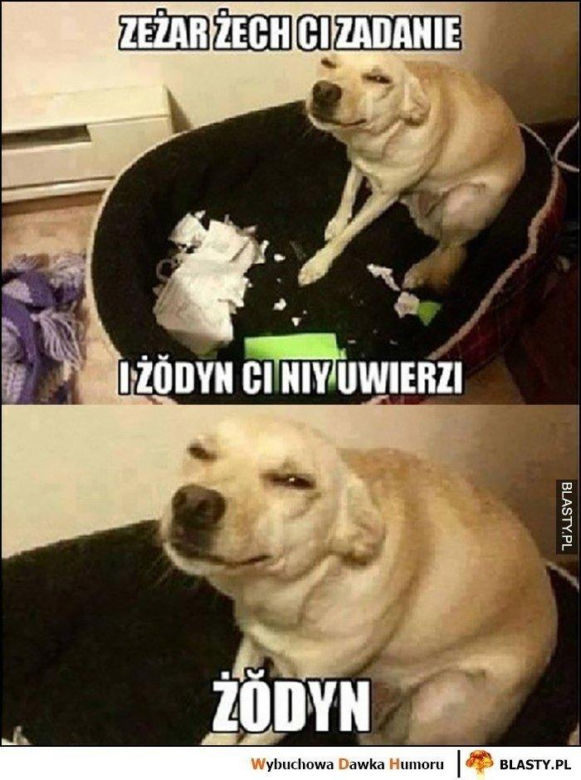 Czeskie memy są najlepsze! Będziecie płakać ze śmiechu
