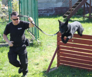 Dwa nowe psy w szczecińskiej policji