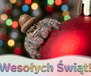 E-kartki na święta Bożego Narodzenia. Piękne grafiki do skopiowania i wysłania