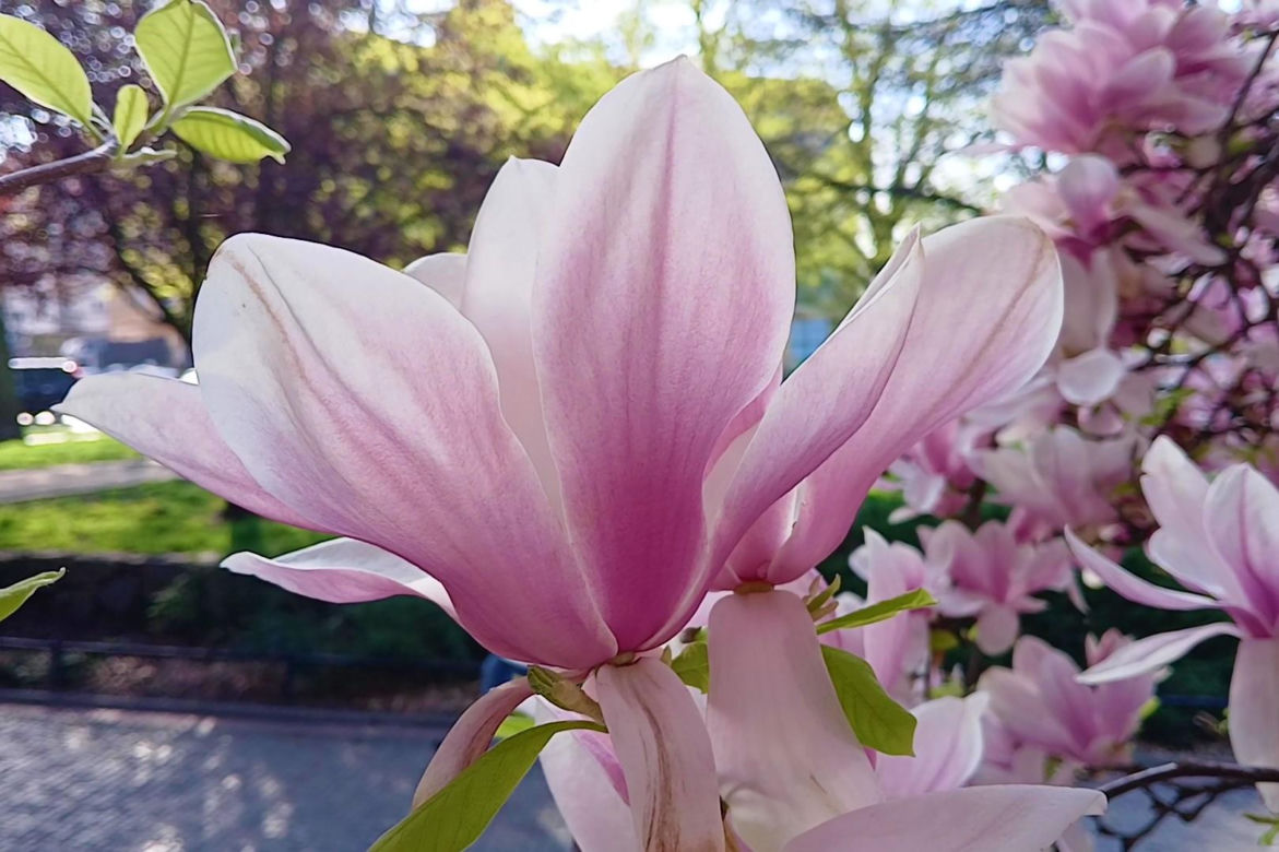 Magnolie w Szczecinie