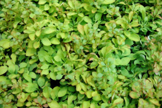 Berberys Thunberga 'Tiny Gold'PBR = 'Golden Zwerg' - Berberis thunbergii 'Tiny Gold'