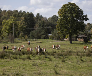 Rolnicy. Podlasie 3. Odcinek 34. Krowy nie chcą współpracować z Andrzejem