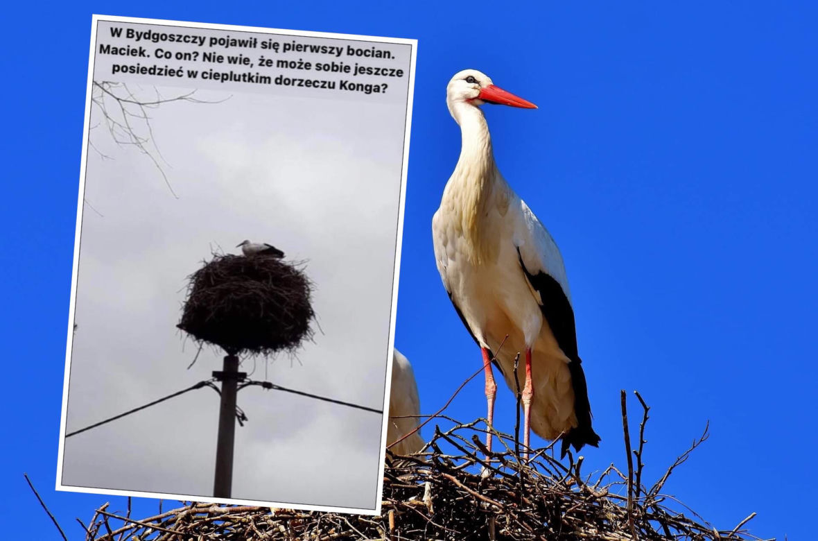 Bocian wywołał uśmiech na twarzy internautów. Pokochali go!