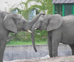 ZOO