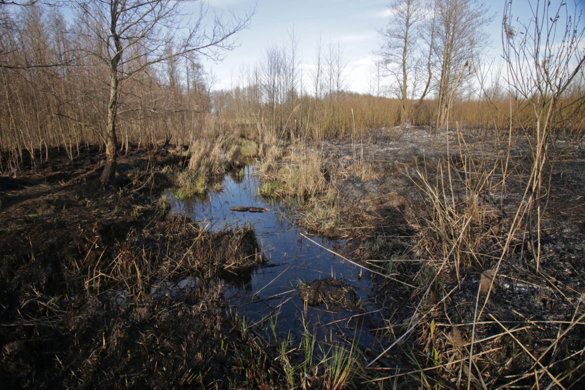Biebrzański Park Narodowy UGASZONY. Zobacz, jakie zniszczenia spowodował ogień