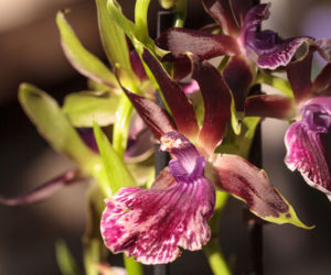 Storczyk Zygopetalum