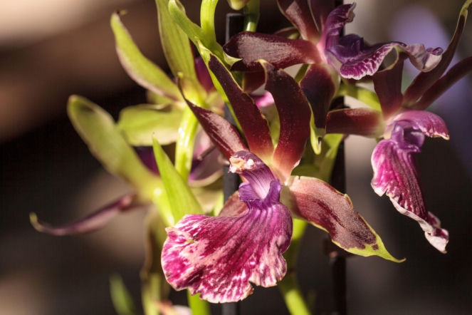 Storczyk Zygopetalum