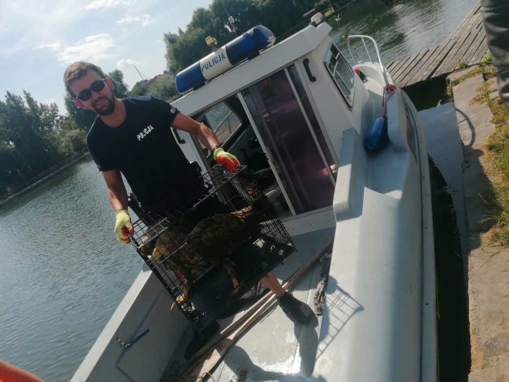 Nietypowa akcja policjantów z Torunia. Uratowali tonącego bielika