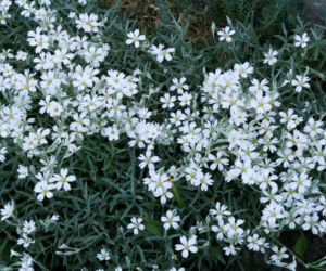 Rogownica kutnerowata