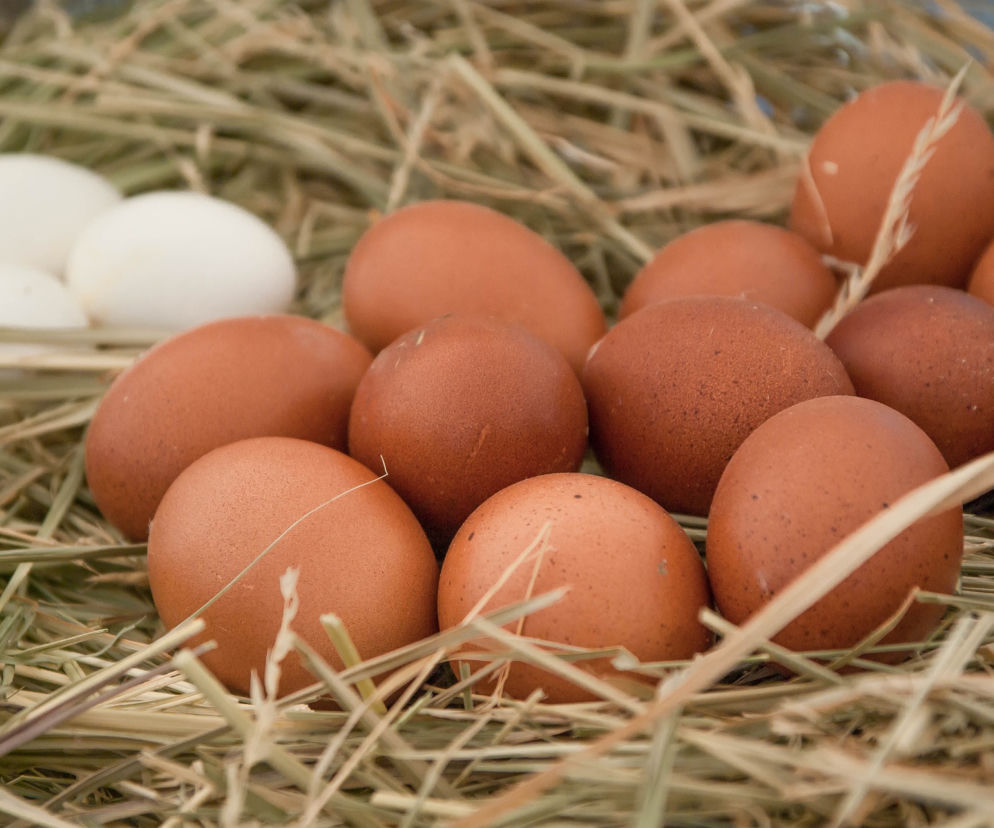 Salmonella w jajkach! GIS wydało nowe ostrzeżenie. Sprawdź szczegóły