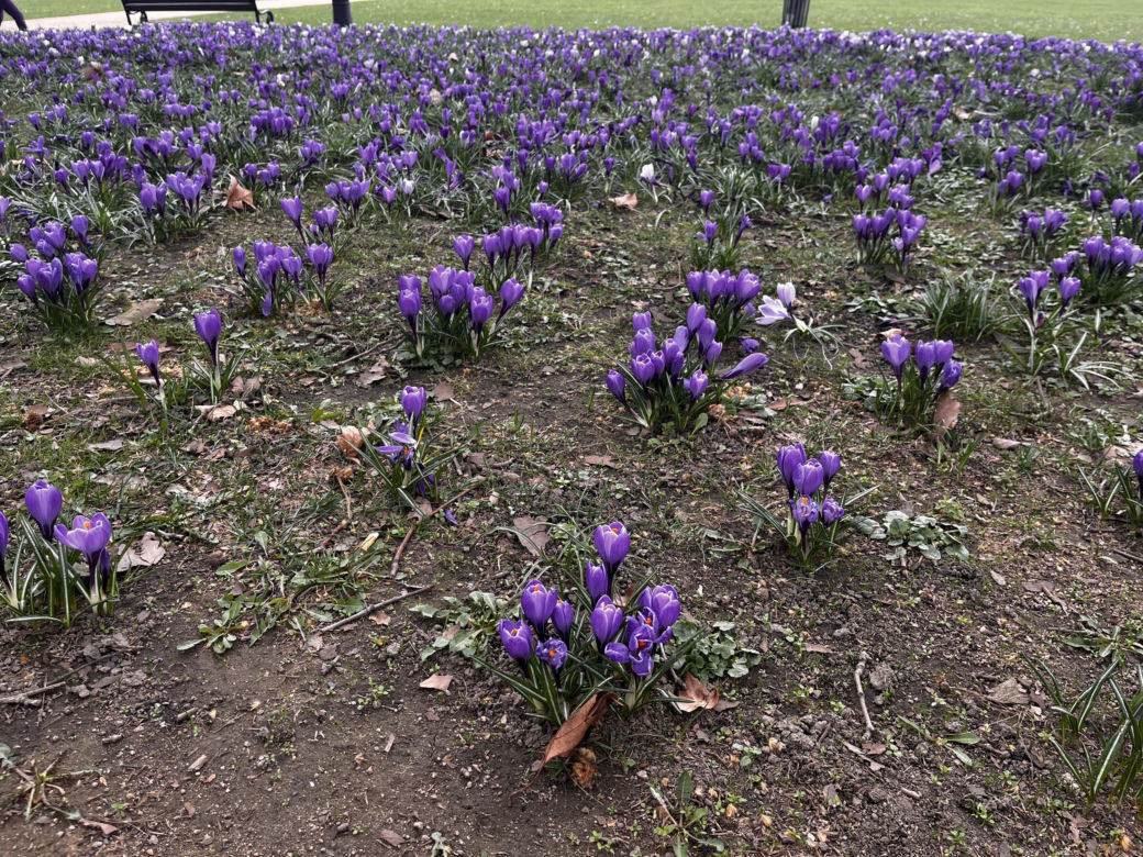 Krokusy w Szczecinie 