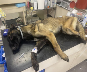 Skrajnie wychudzony pies