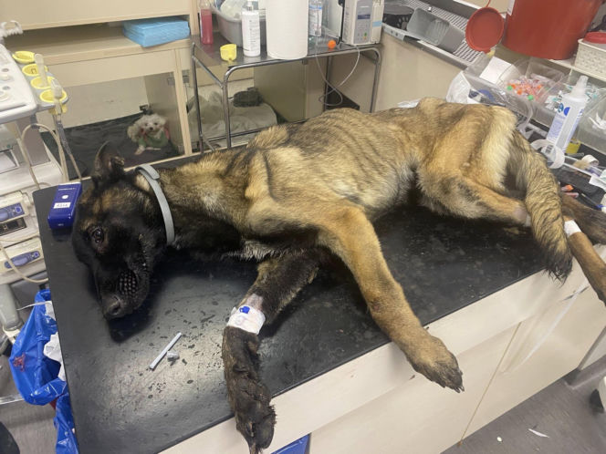 Skrajnie wychudzony pies