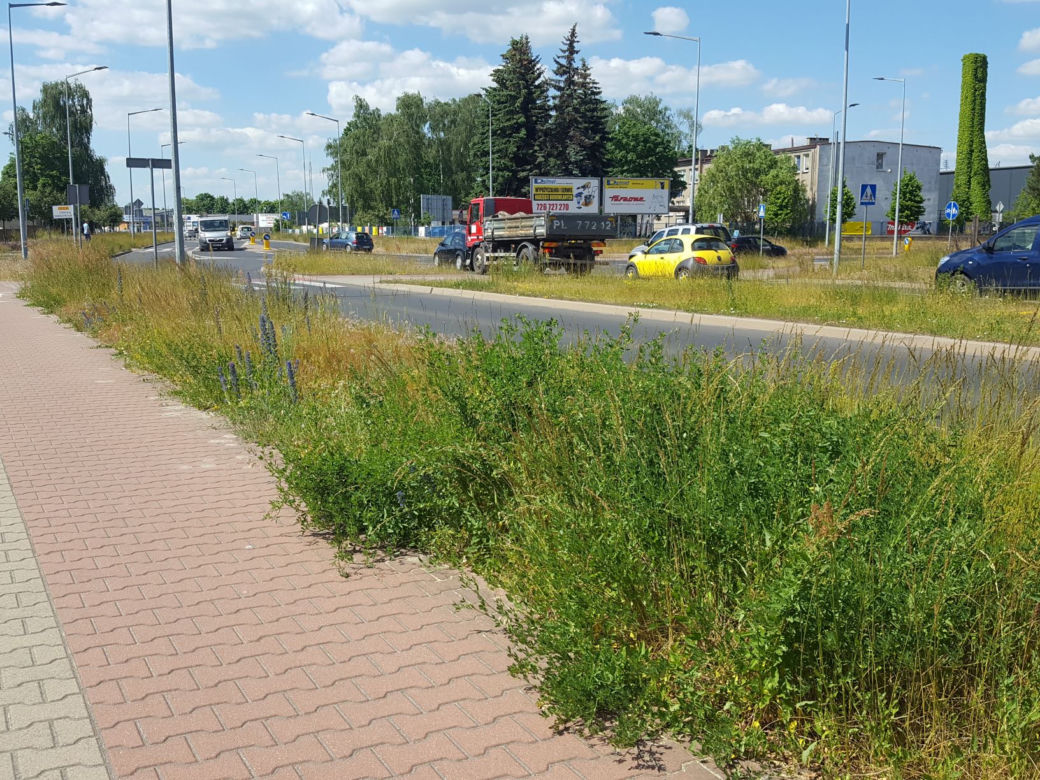 Tak wysokich chwastów przy drogach w Lesznie dawno nie oglądaliśmy