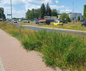 Tak wysokich chwastów przy drogach w Lesznie dawno nie oglądaliśmy
