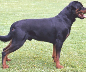 Rottweiler