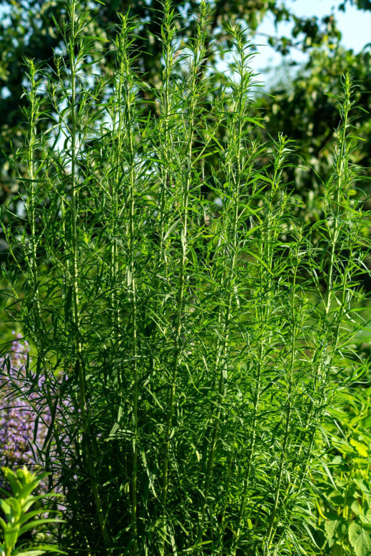 Bylica estragon